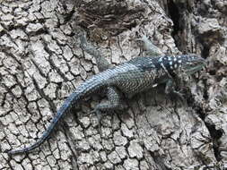 Image of Blue Spiny Lizard