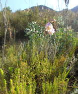 Image of Gladiolus patersoniae F. Bolus