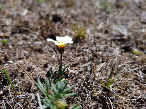 Image of Thymophylla aurantiaca (Brandeg.) Rydb.