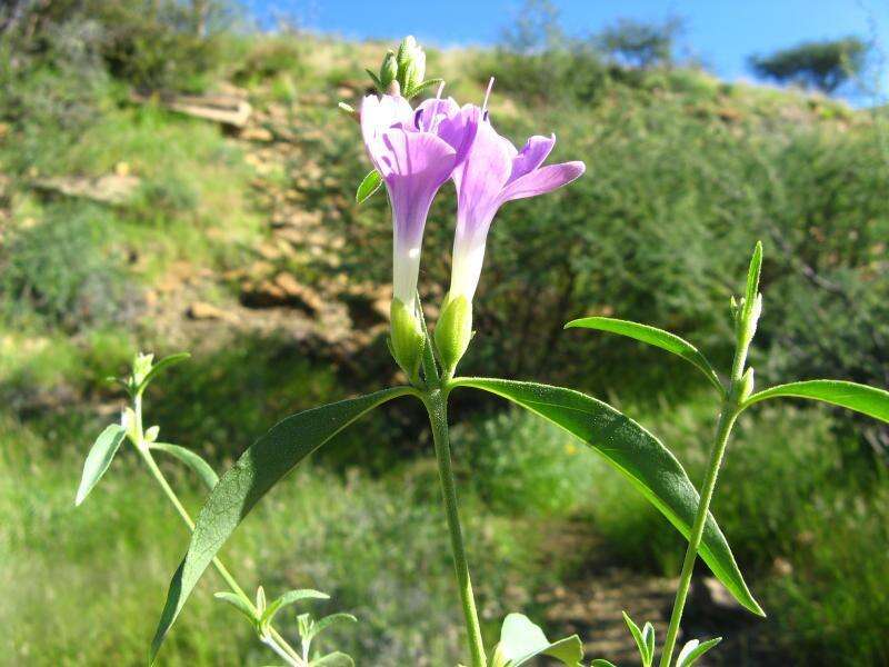 Image of Barleria lancifolia subsp. lancifolia