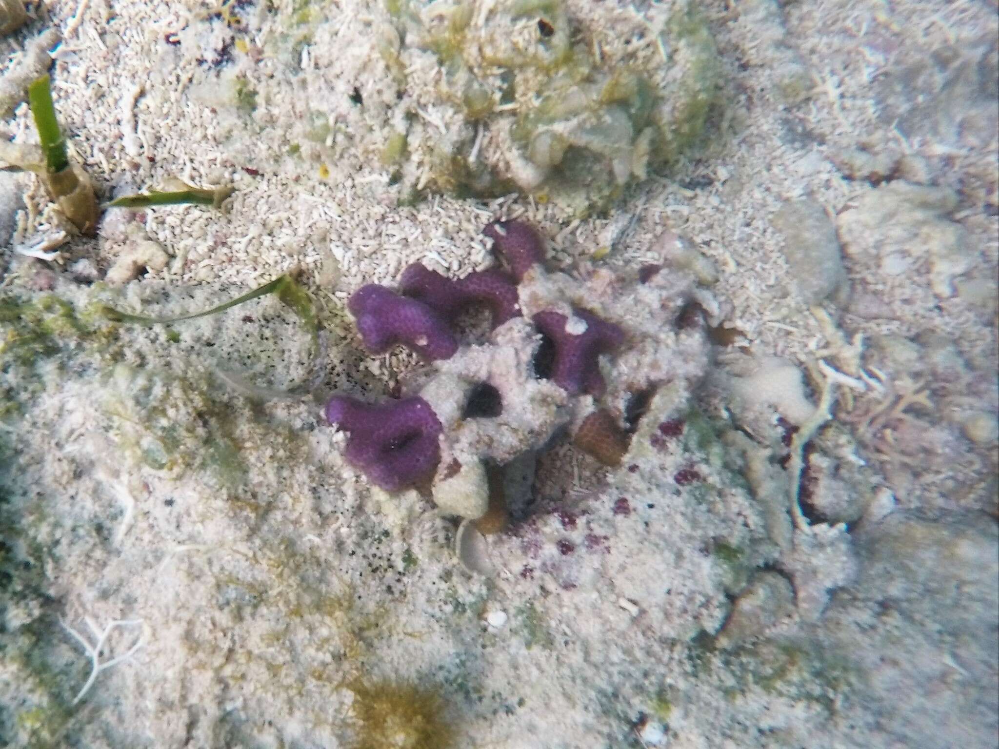 Image of Branched Finger Coral