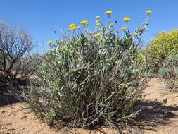 Image of Helichrysum hebelepis DC.