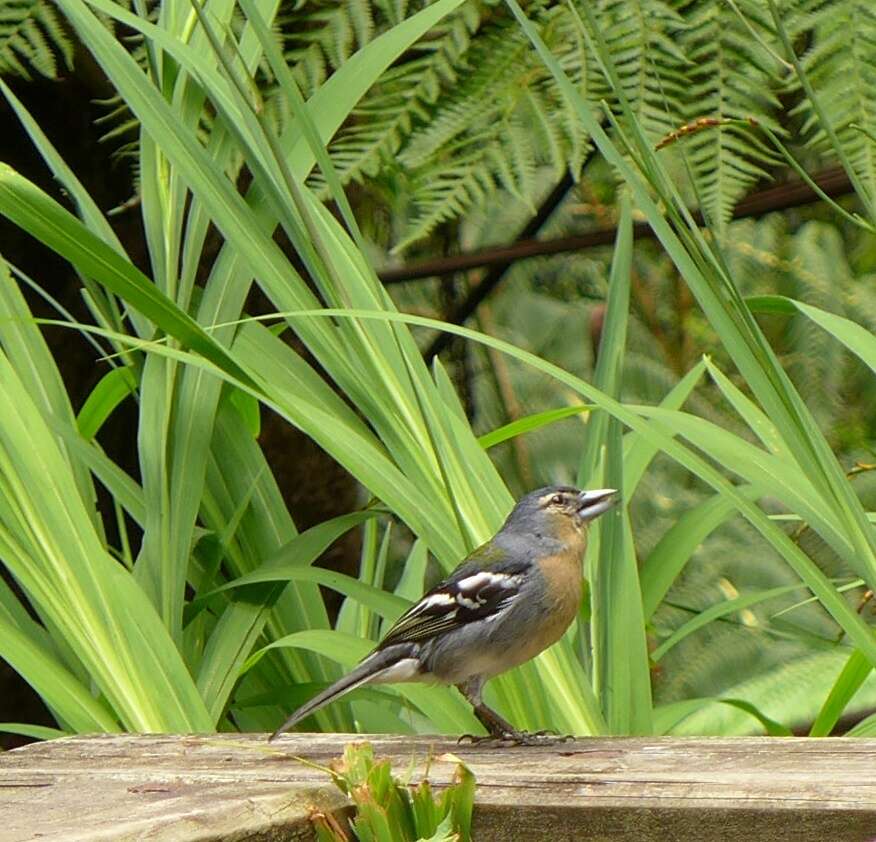 Image of Fringilla coelebs moreletti Pucheran 1859