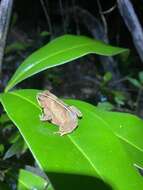 Image of Rhinella scitula (Caramaschi & Niemeyer 2003)