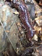 Image of Red Salamander