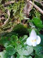 Image of Mazus alpinus Masam.