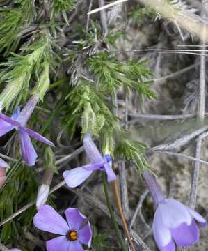 Image of tufted phlox