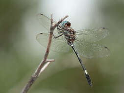 Image of Pale-faced Clubskimmer