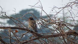 Image of White-browed Blackbird