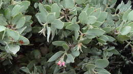 Image of hoary manzanita