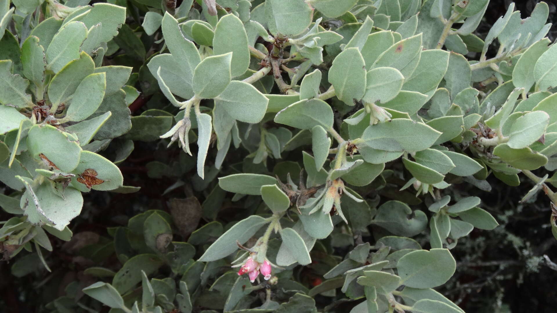 Image de Arctostaphylos canescens subsp. canescens