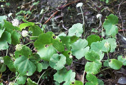 Image de Hydrocotyle leucocephala Cham. & Schltdl.