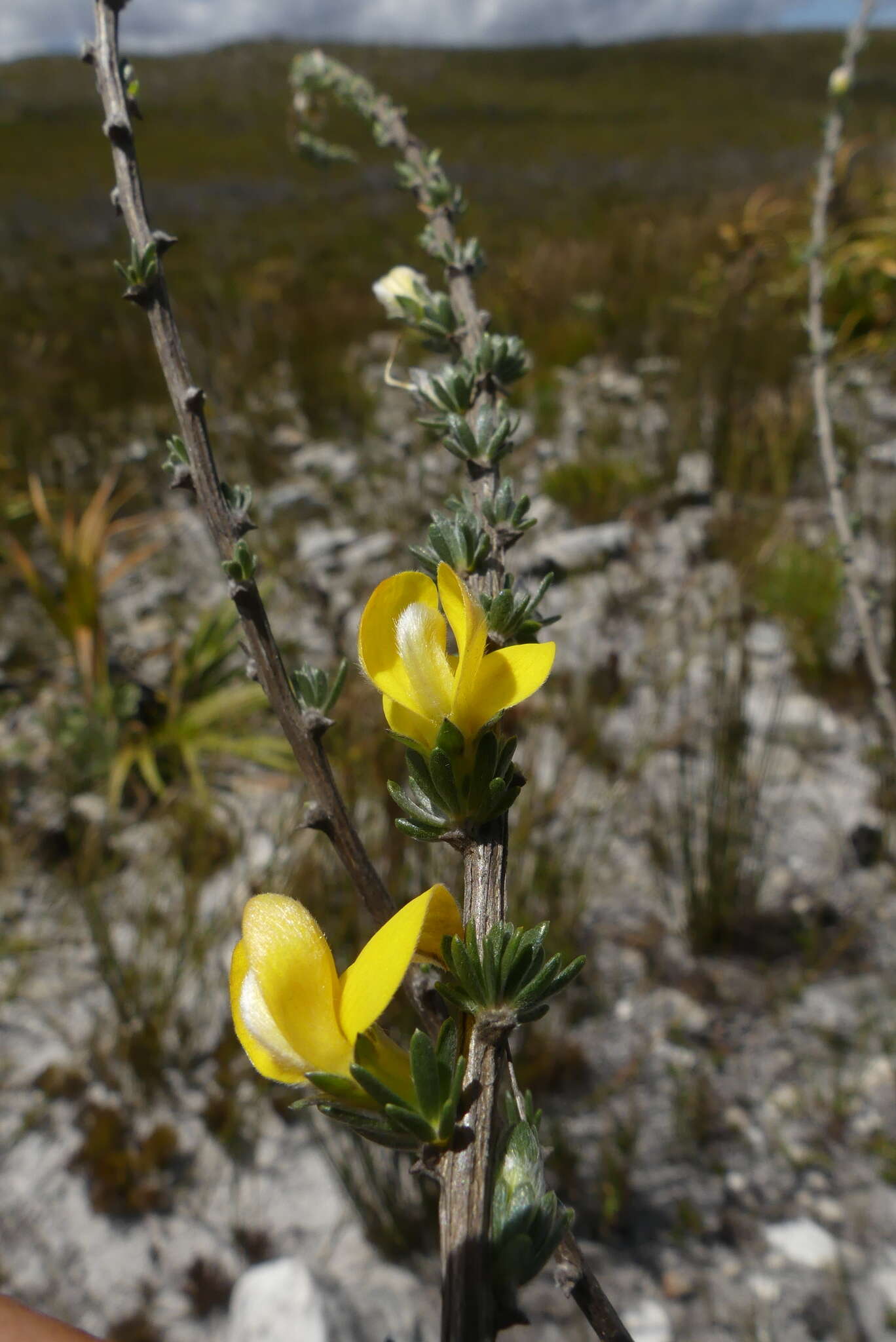 Imagem de Aspalathus oblongifolia R. Dahlgren