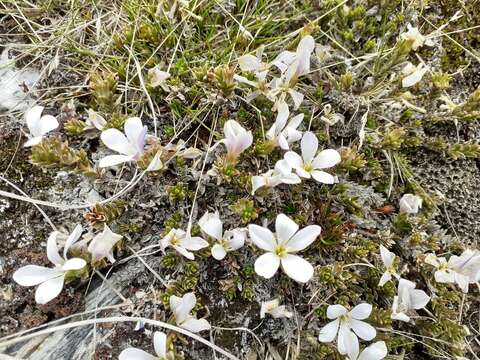 Image of Veronica densifolia F. Muell.