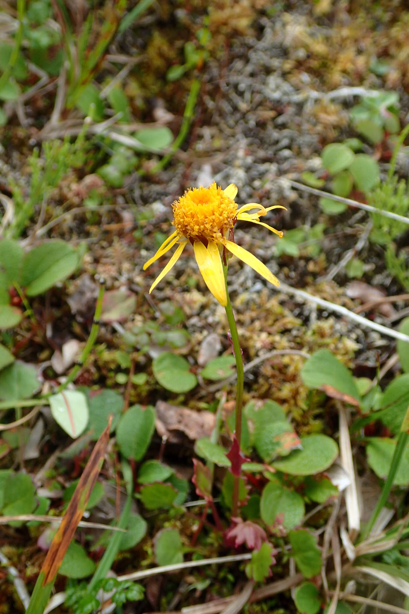 Image of Dwarf Arctic Groundsel