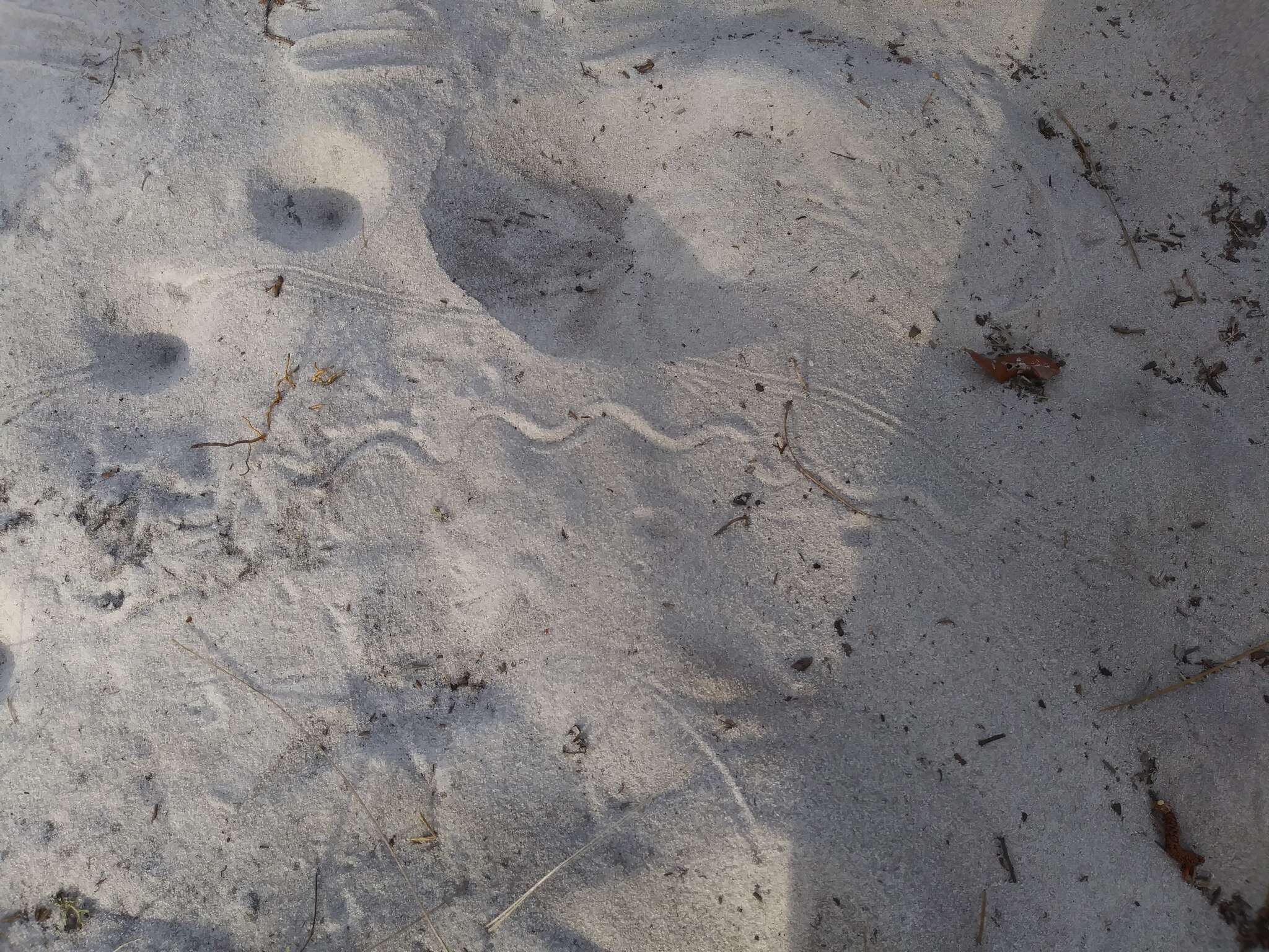 Image of Florida Sand Skink