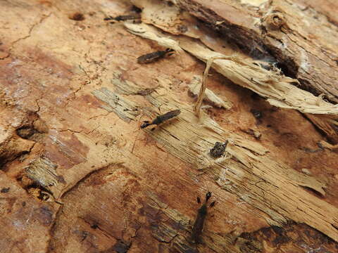 Image of Long-necked Seed Bugs