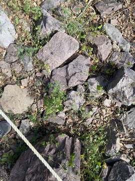 Image of rock phacelia