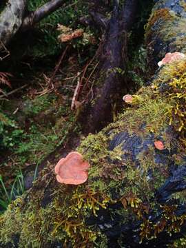 Image of Tyromyces pulcherrimus (Rodway) G. Cunn. 1965