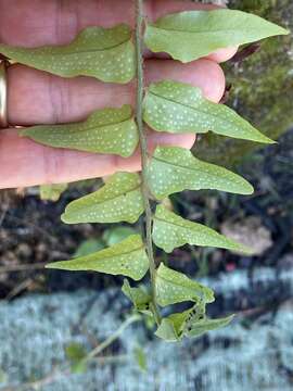 Image of Asian netvein hollyfern