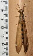 Image of Myrmeleon (Myrmeleon) quinquemaculatus Hagen 1853