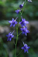 Image of glade larkspur