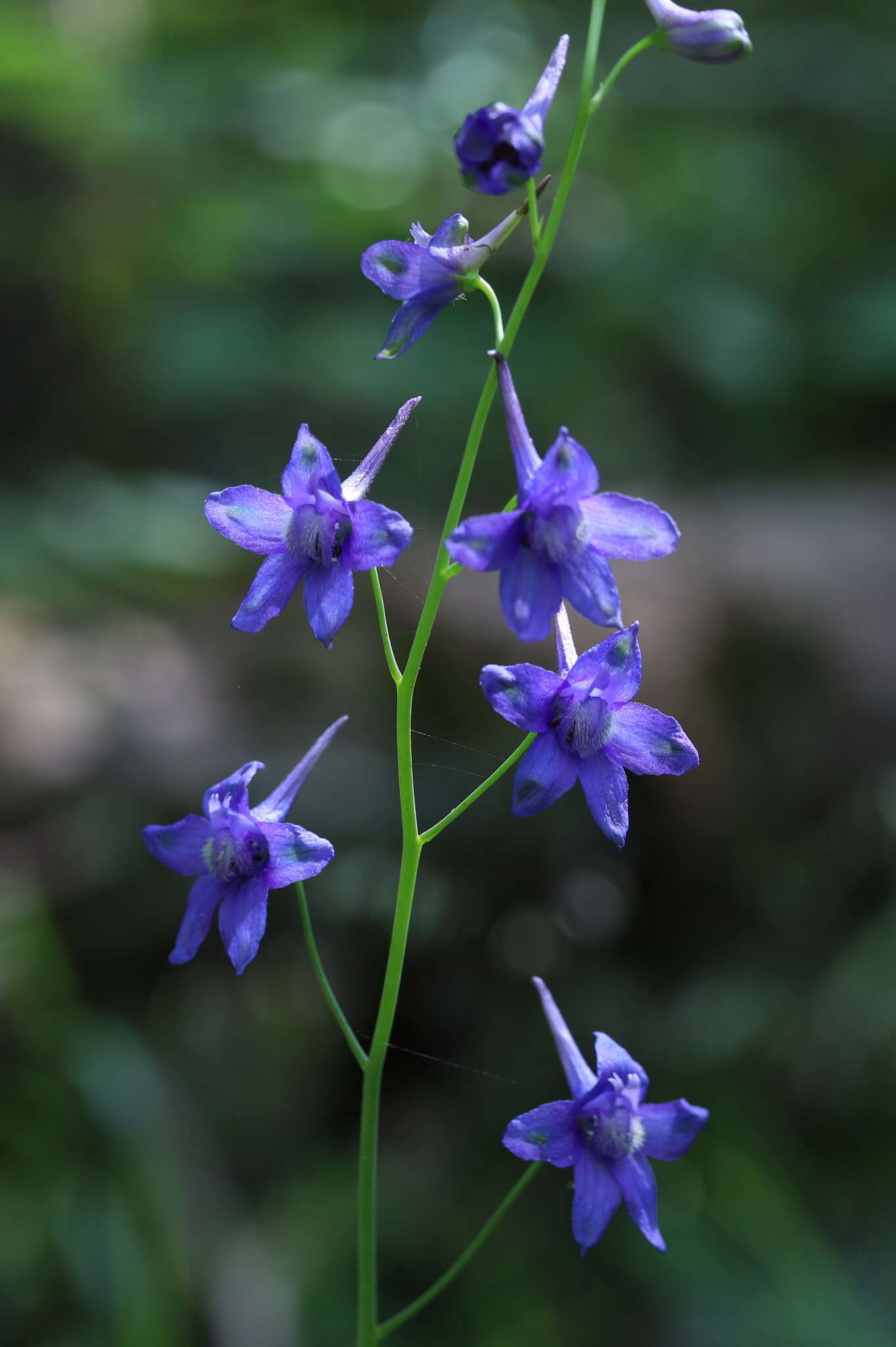 Delphinium treleasei Bush的圖片