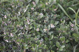 Image of Franciscan manzanita