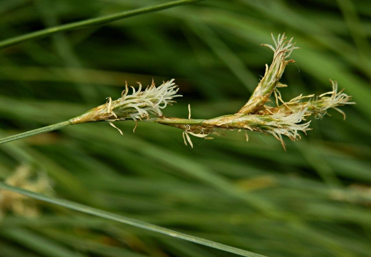 Слика од Carex brizoides L.