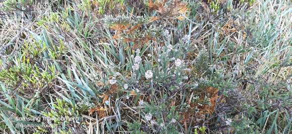 Imagem de Valeriana microphylla Kunth