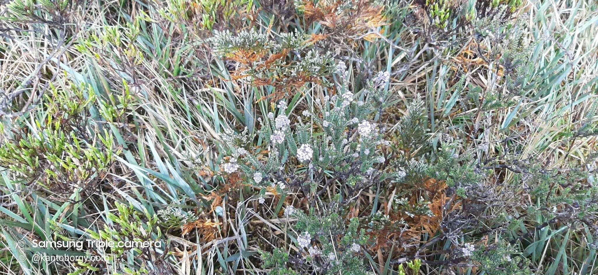 Image de Valeriana microphylla Kunth