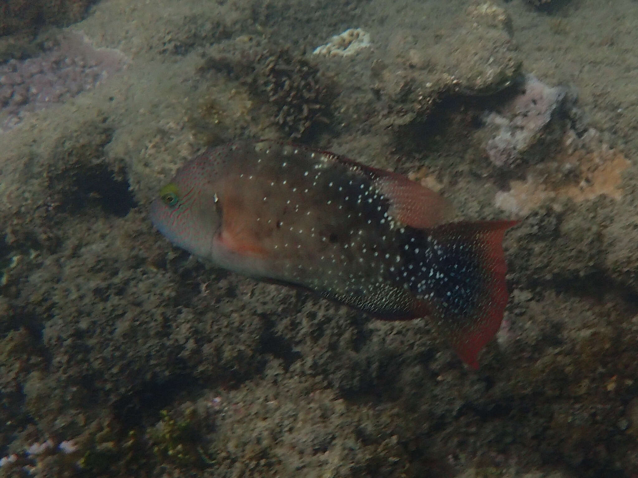 Image of Floral wrasse