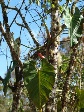 Sivun Philodendron longirrhizum M. M. Mora & Croat kuva