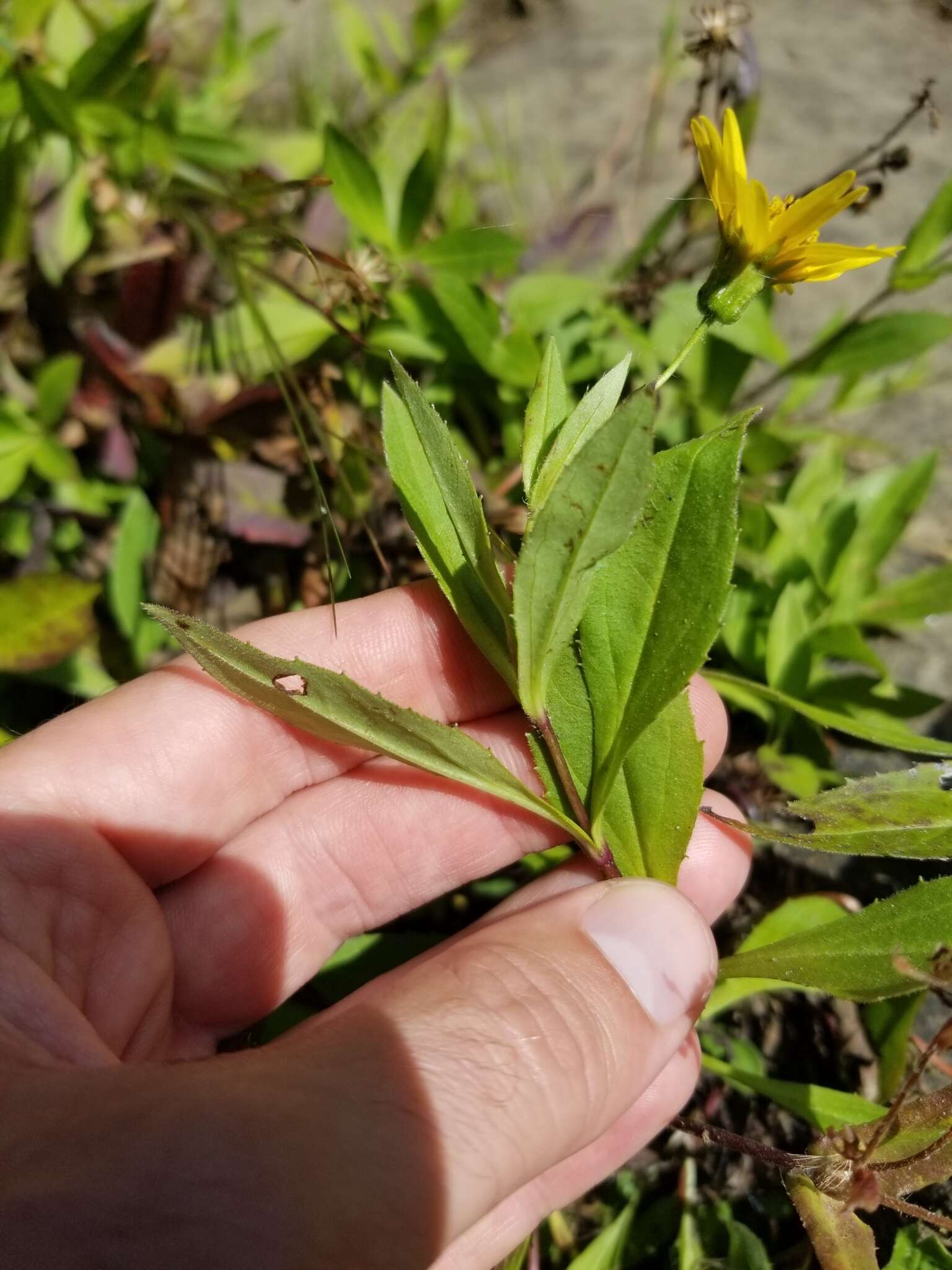 Image of Arnica lanceolata subsp. prima (Maguire) Strother & S. J. Wolf