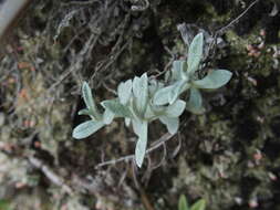 Anaphalis nepalensis (Spreng.) Hand.-Mazz.的圖片