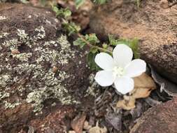 Imagem de Pavonia leptocalyx (Sond.) Ulbr.