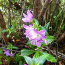 Image of Gentianella ruizii (Griseb.) Holub