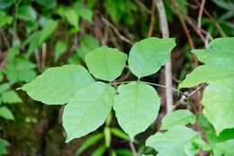 Image of American Ash