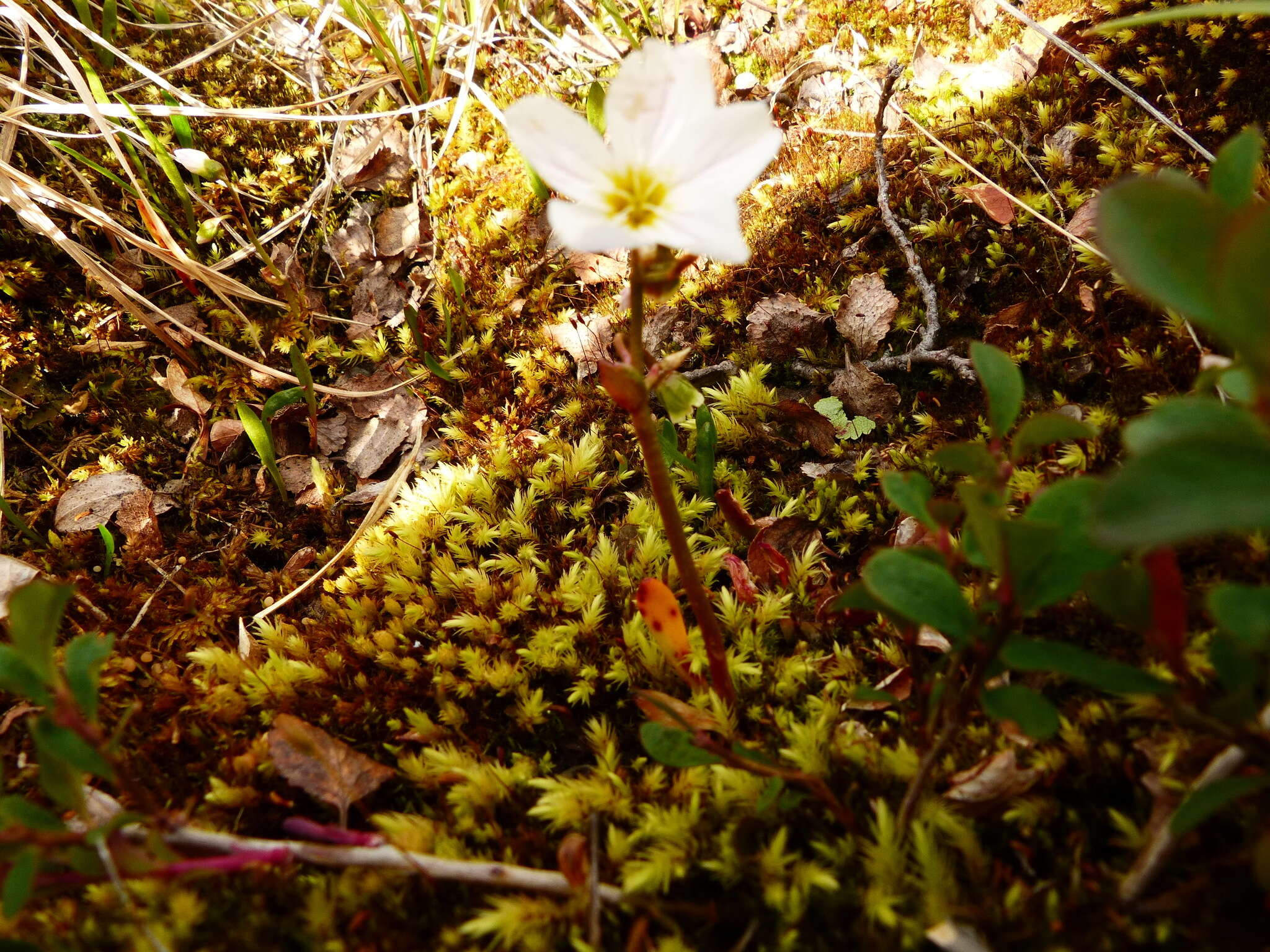 Claytonia sarmentosa C. A. Mey. resmi