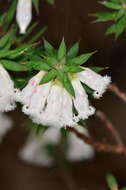 Image of Styphelia fletcheri subsp. brevisepala