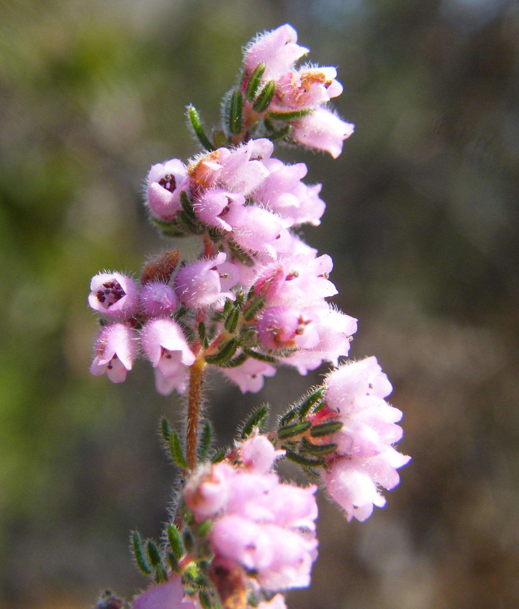 Image of Erica parviflora var. parviflora