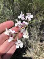 Image of gilia beardtongue