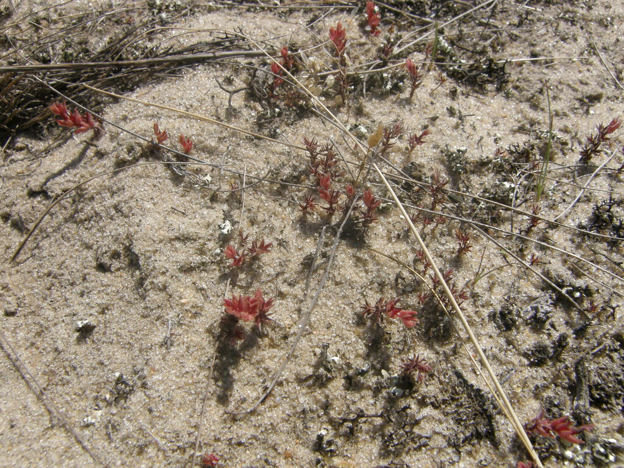 Image de Sedum aetnense Tineo