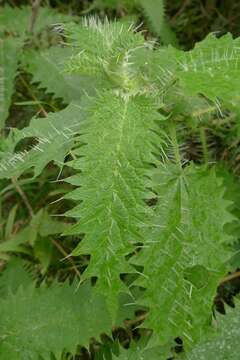 Urtica ferox Forst. fil.的圖片