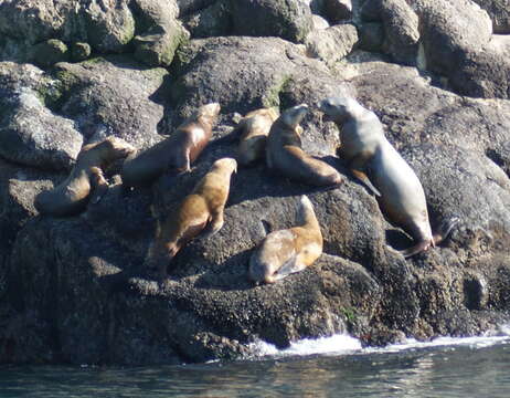 Image of northerns sea lions