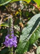 Image of grasshopper bee fly