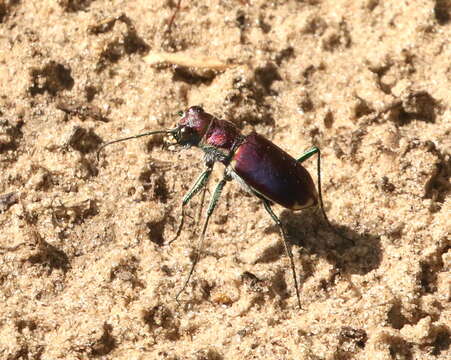 Image of Cicindela (Cicindela) formosa pigmentosignata W. Horn 1930