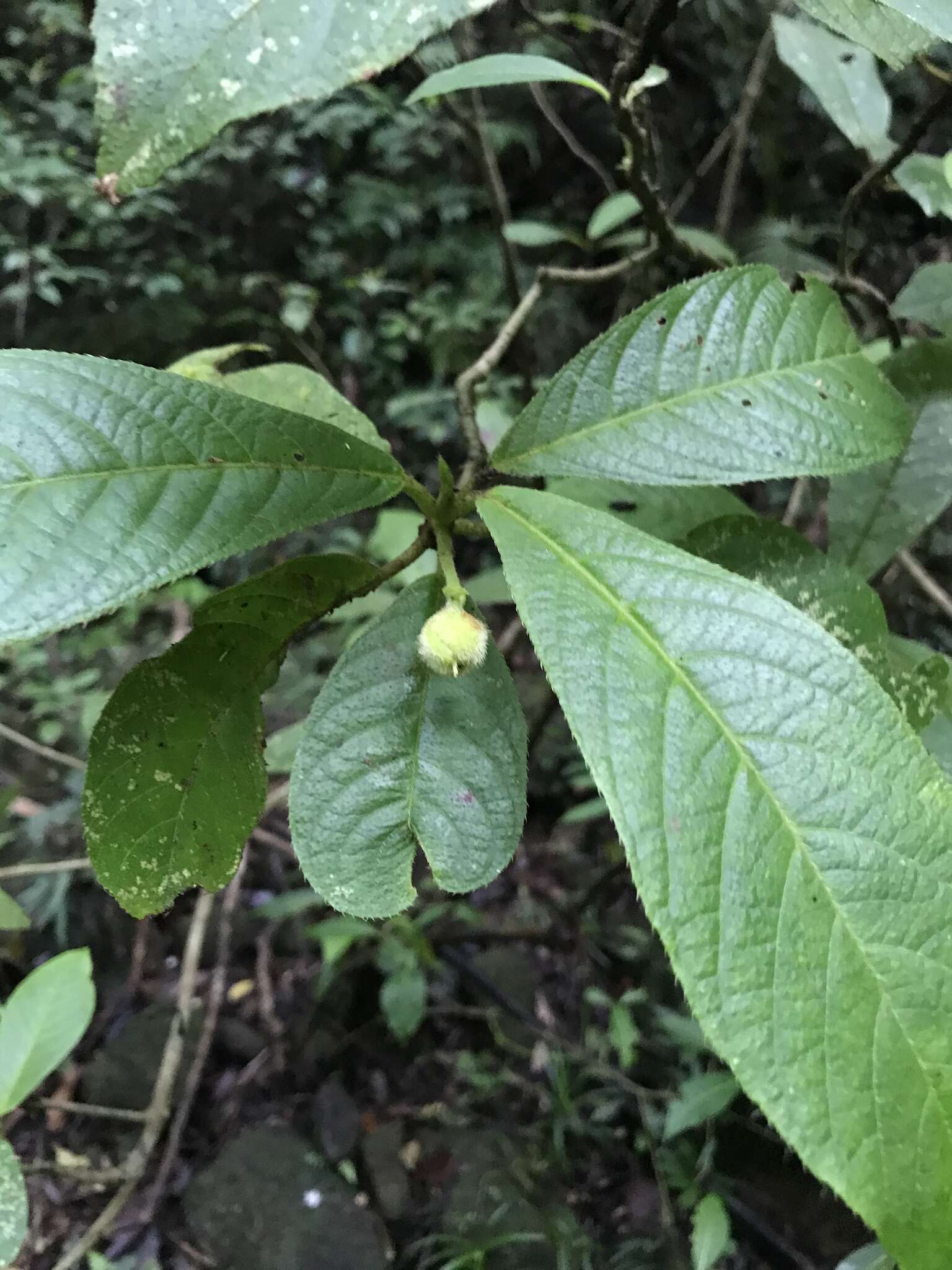 Image of Saurauia andreana F. M. Bailey