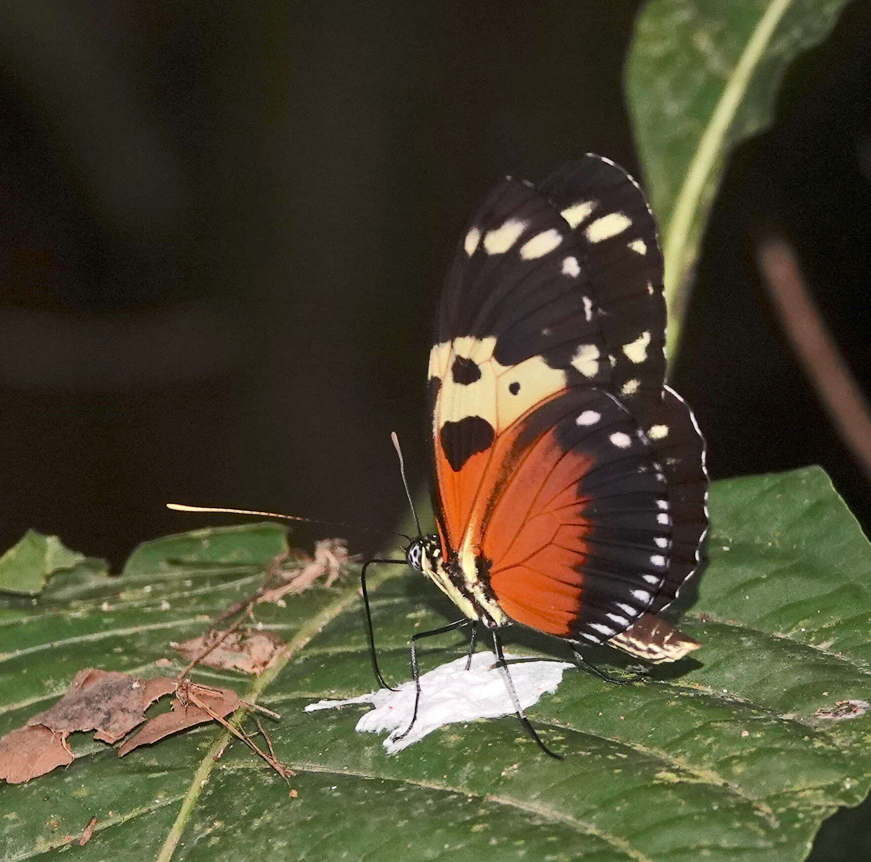 Image of Heliconius hecale melicerta