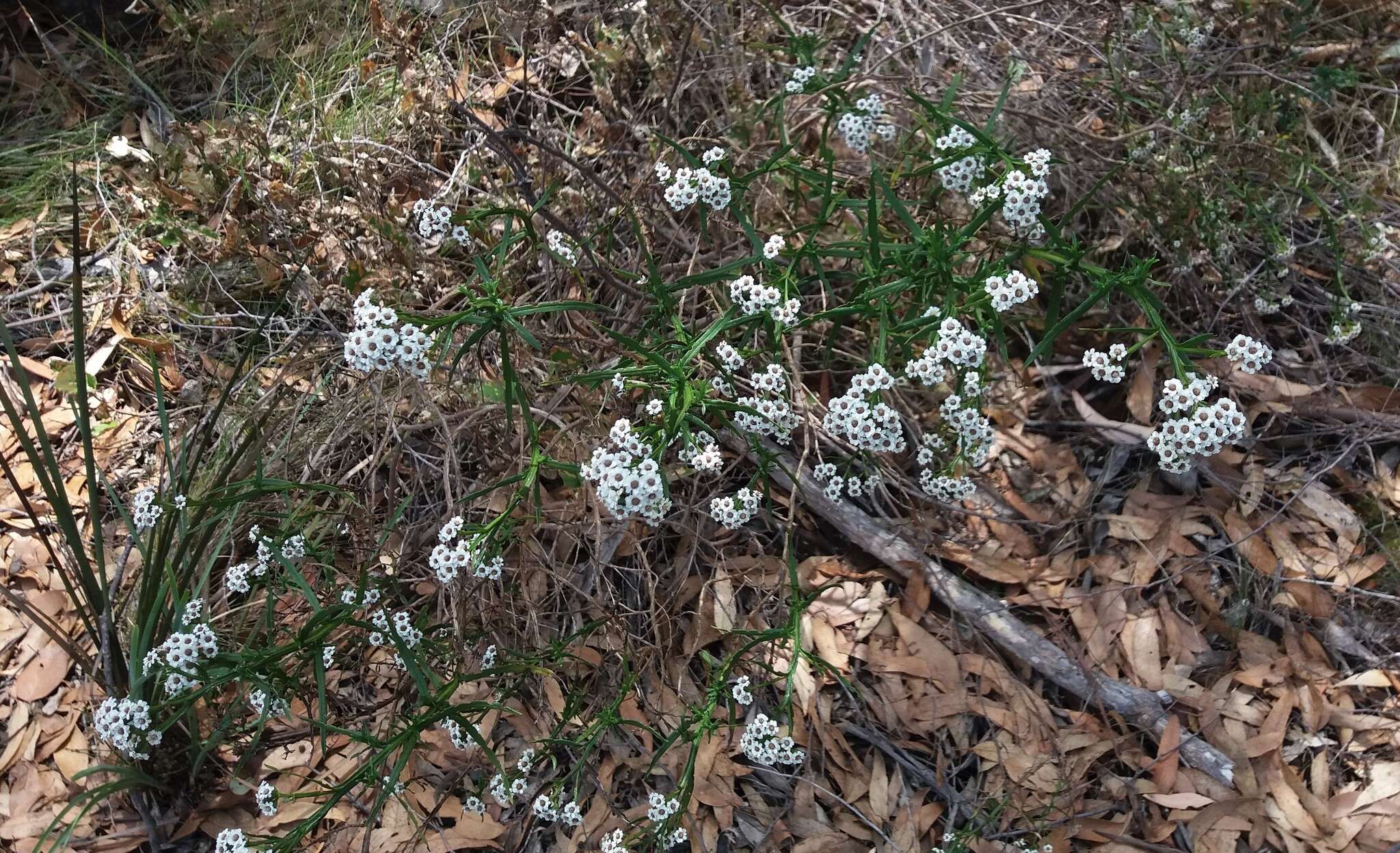 Image of Ixodia achillaeoides subsp. alata